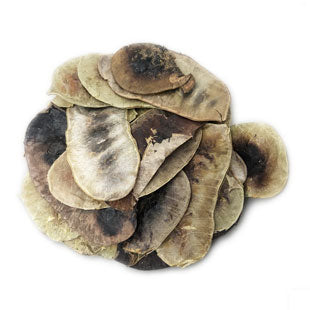 Senna Pods
